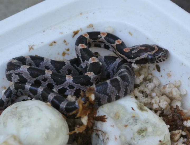 Okeetee Corn Snake